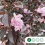 Rode Japanse sierkers bloesem
